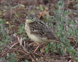 Yellowish Pipit