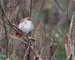 Yellow-chinned Spinetail