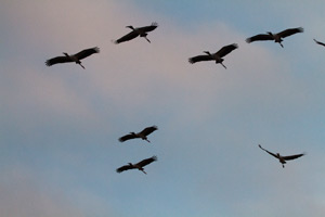 Wood Storks