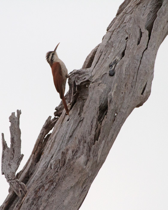 [Narrow-billed Woodcreeper]