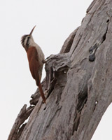 Narrow-billed Woodcreeper