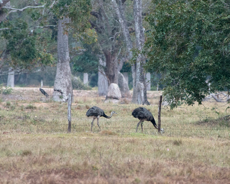 [Greater Rheas]