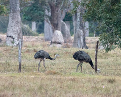 Greater Rheas