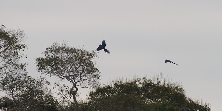 [Hyacinth Macaws]