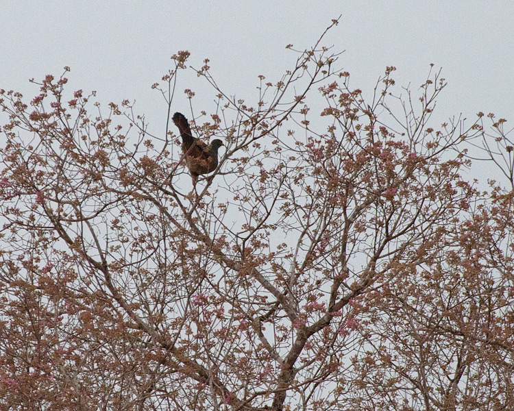 [Chaco Chachalaca]