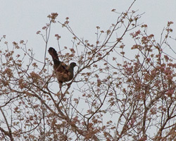 Chaco Chachalaca?