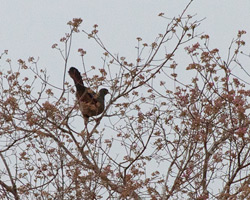 Chaco Chachalaca?