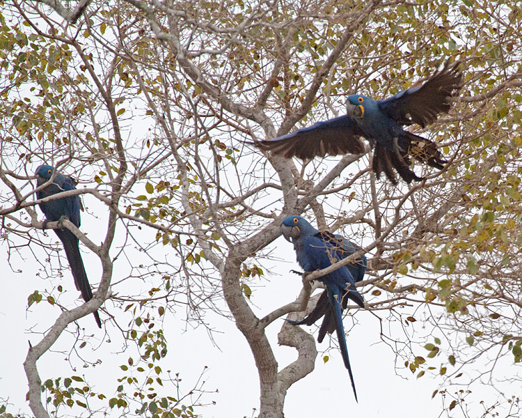 [Hyacinth Macaws]