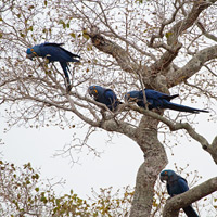 Hyacinth Macaws