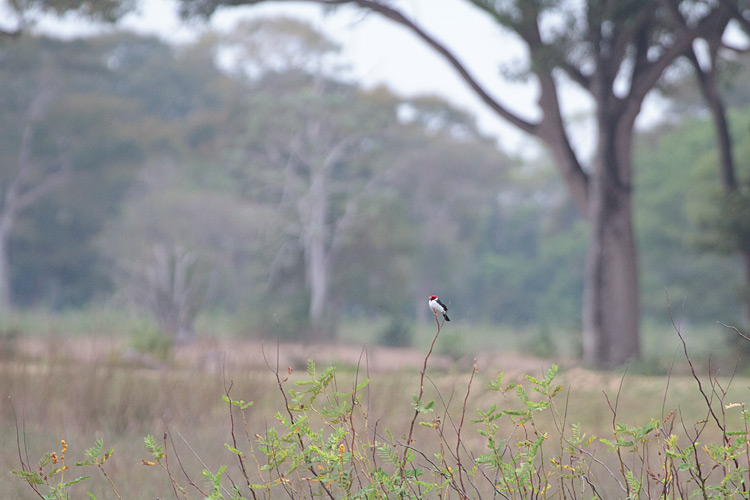 [Yellow-billed Cardinal]