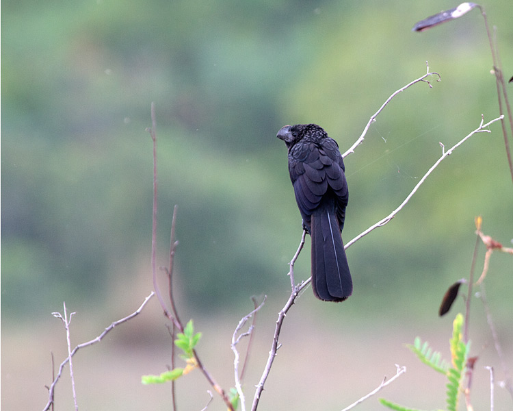 [Smooth-billed Ani]