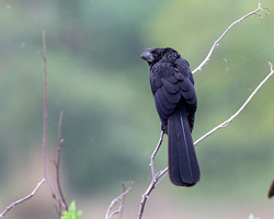 Smooth-billed Ani