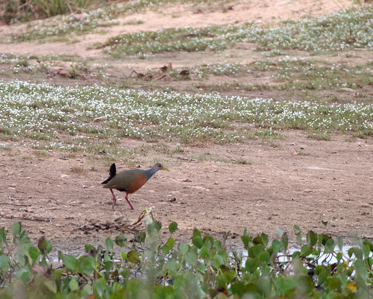 [Gray-necked Wood-Rail]