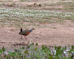 Gray-necked Wood-Rail