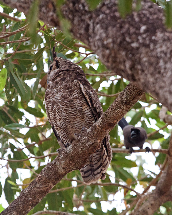 [Owl and Jay]