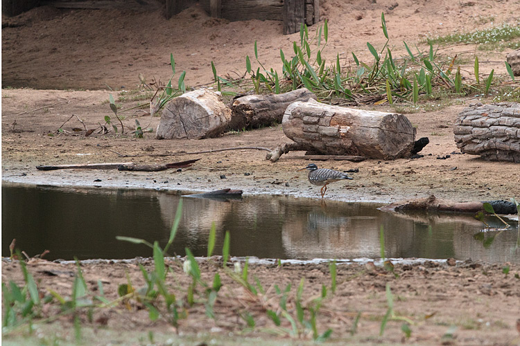 [Sunbittern]