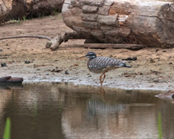 Sunbittern