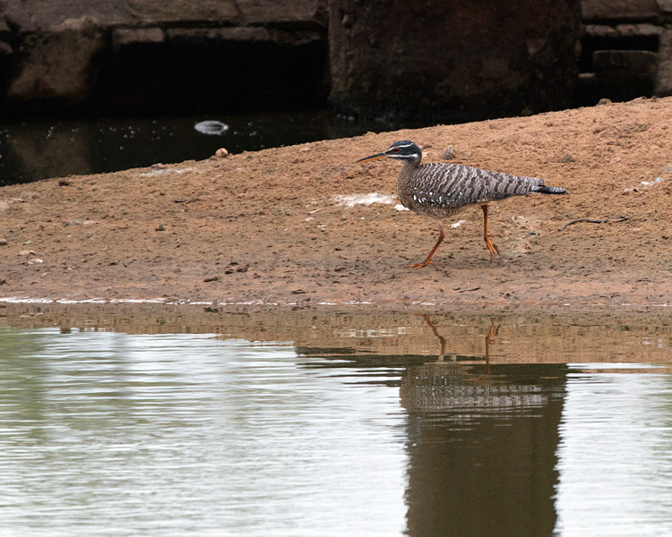 [Sunbittern]