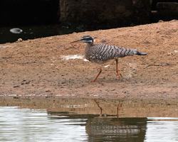 Sunbittern