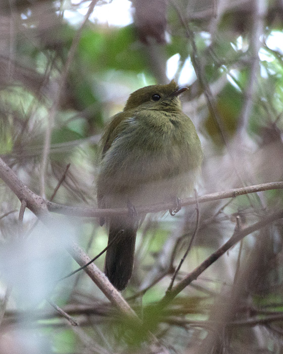 [Helmeted Manakin]