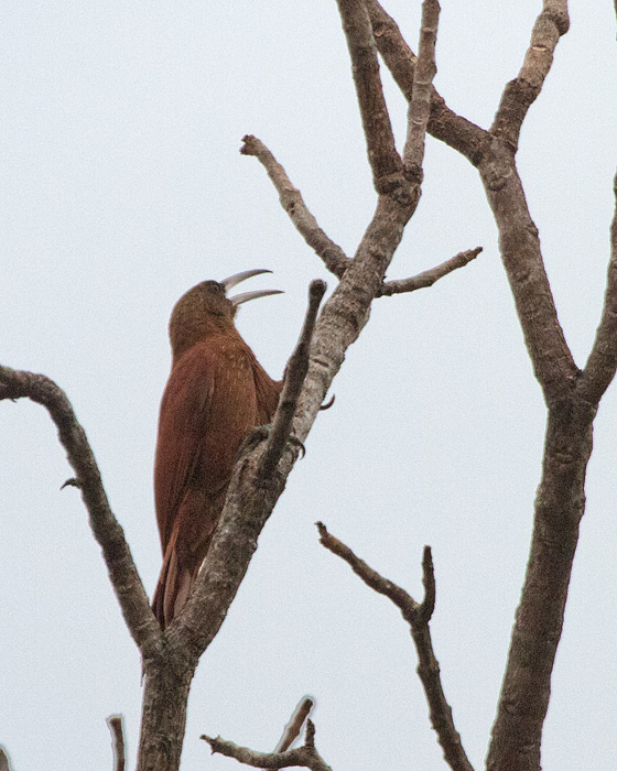 [Great Rufous Woodcreeper]