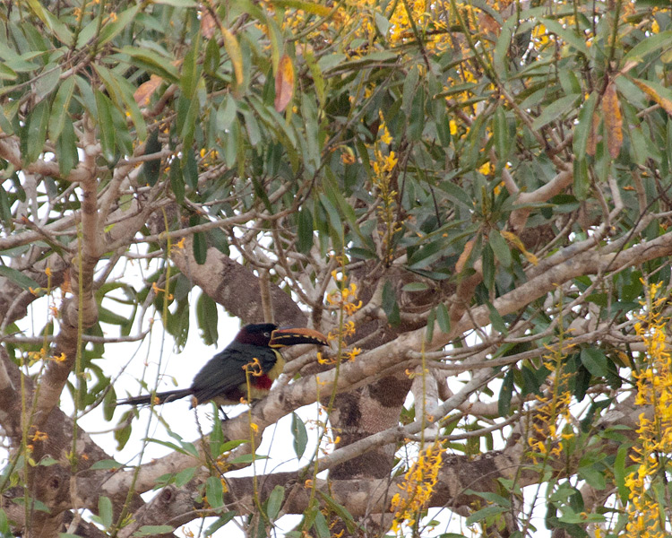 [Chestnut-eared Aracari]