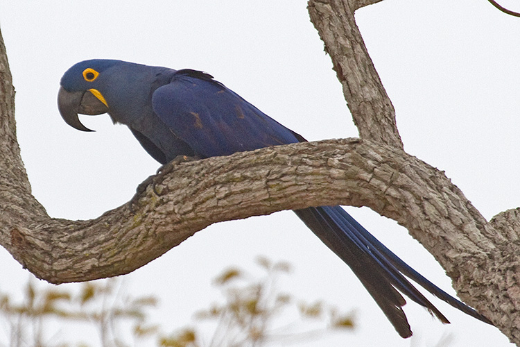 [Hyacinth Macaw]