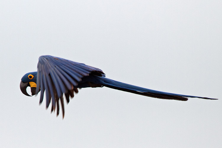 [Hyacinth Macaw]