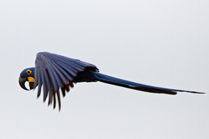 Hyacinth Macaw