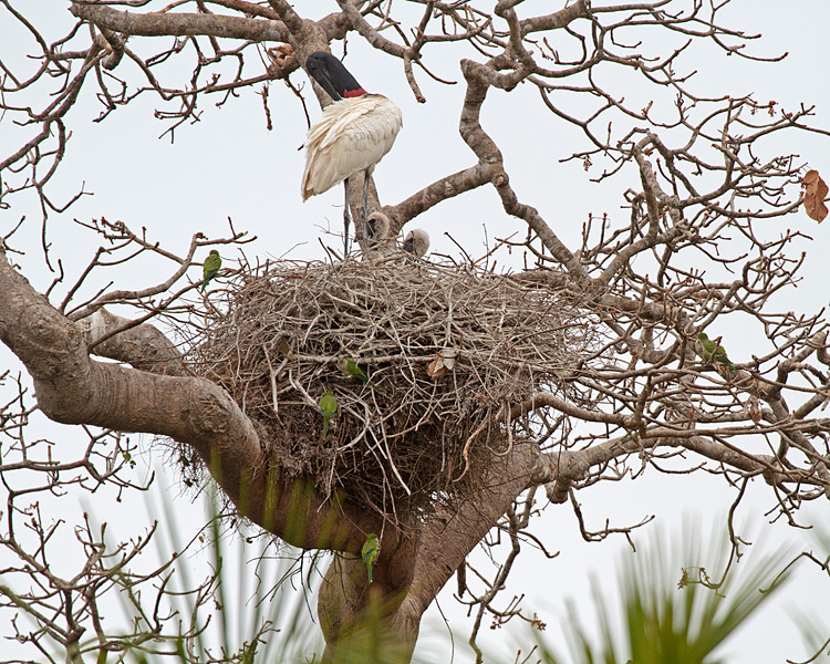 [Jabirus at Nest]