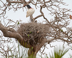 Jabirus at Nest