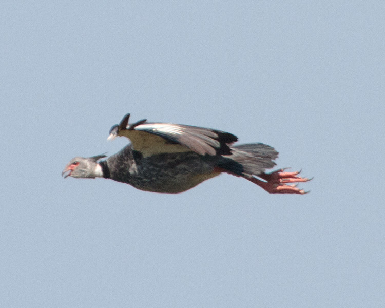 [Southern Screamer]