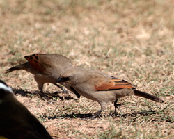 Bay-winged Cowbird