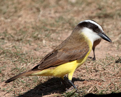 Great Kiskadee