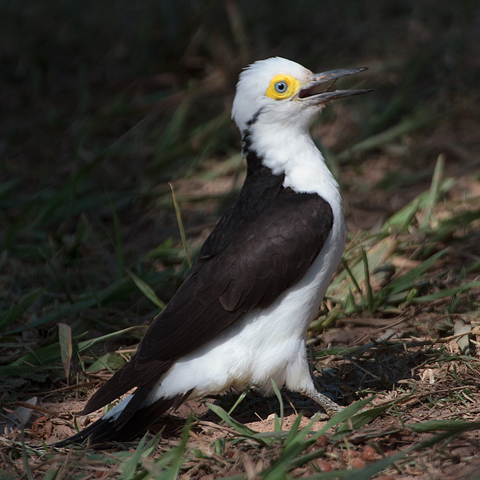 [White Woodpecker]