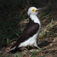 White Woodpecker