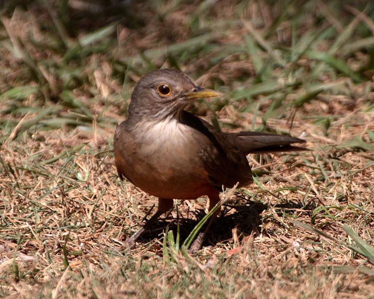 [Rufous-bellied Thrush]