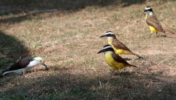 Kiskadees and Woodpecker