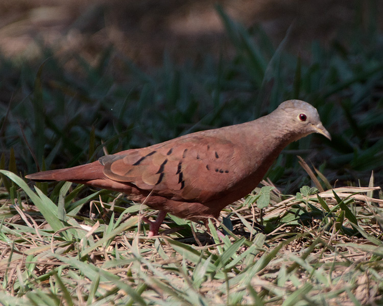 [Ruddy Ground-Dove]