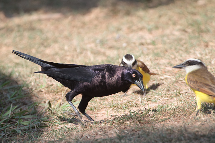 [Giant Cowbird]