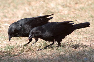 Chopi Blackbirds