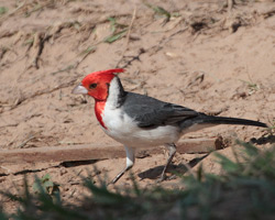 Red-crested Cardinal