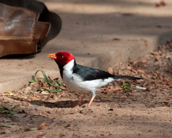 Yellow-billed Cardinal