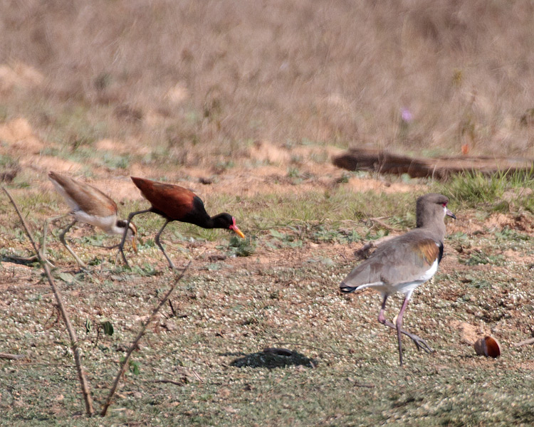 [Jacanas and Lapwing]