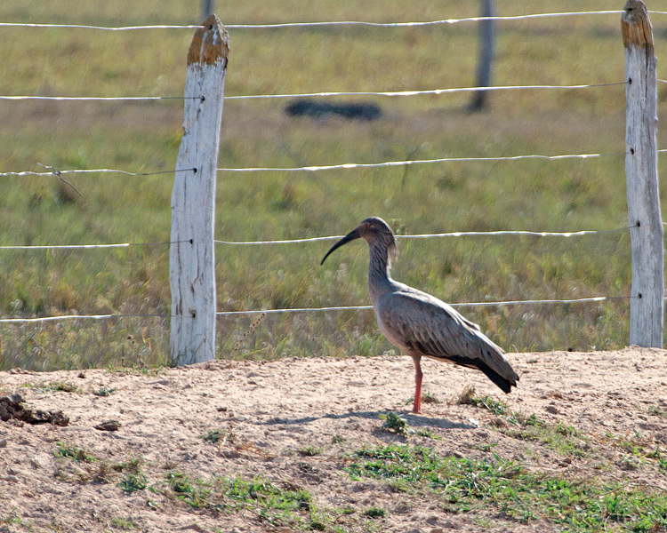 [Plumbeous Ibis]