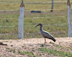 Plumbeous Ibis