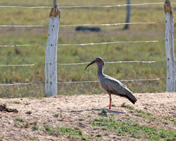 Plumbeous Ibis