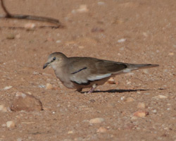 Picui Ground-Dove