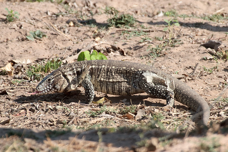 [Black-and-white Tegu Lizard]