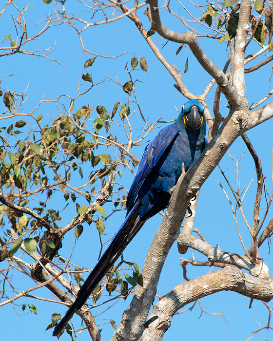 [Hyacinth Macaw]